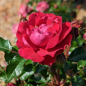 Rose Knock Out Double Red Bare Root